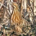 image of american_bittern #4