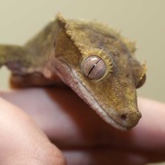 image of animal