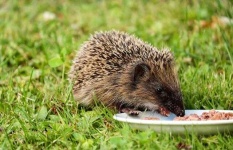 image of hedgehog