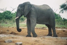 image of tusker #8