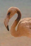 image of animal