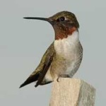 image of bird