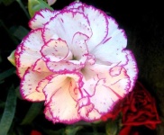image of flower