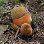 image of mushrooms