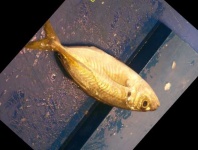 image of fish