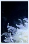 image of sea_anemone