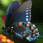 image of animal