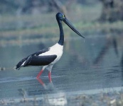 image of black_stork