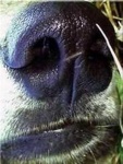 image of dog_nose