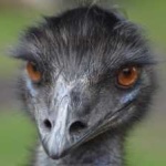 image of emu #25