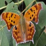 image of animal