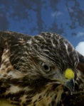 image of animal