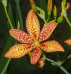 image of flower