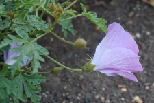 image of flower