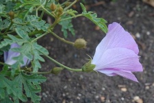 image of pelargonium #11