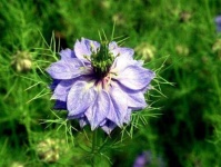 image of flower