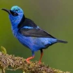 image of bird