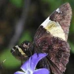 image of animal