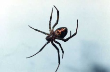 image of black_widow