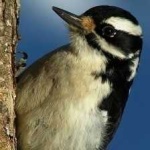 image of bird