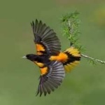 image of bird