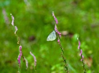 image of cabbage_butterfly