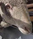 image of animal