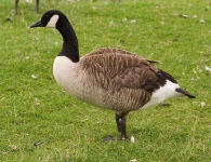 image of goose