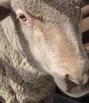 image of animal