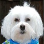 image of animal