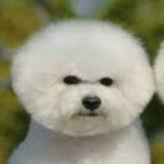 image of animal