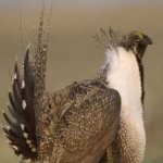 image of bird