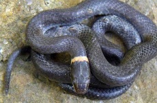 image of ringneck_snake #8