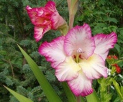 image of flower