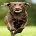 image of animal