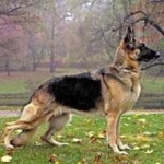image of animal