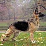 image of german_sheperd #24