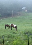 image of animal