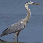 image of blue_heron #10