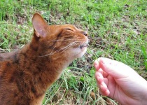 image of animal