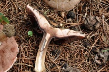 image of mushrooms