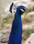 image of peacock