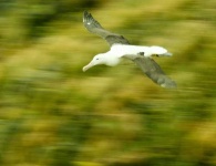image of albatross