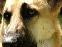 image of german_shepherd
