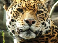 image of jaguar_car