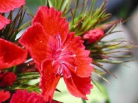 image of flower