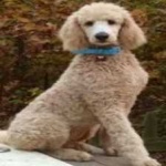 image of animal