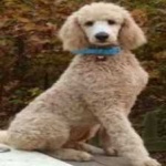 image of poodle #28