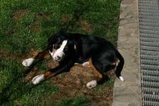 image of greater_swiss_mountain_dog