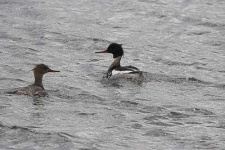 image of red_breasted_merganser